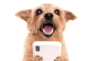4 Ways to Stay Ahead of Pet Boarding Apps and Avoid Losing Clients