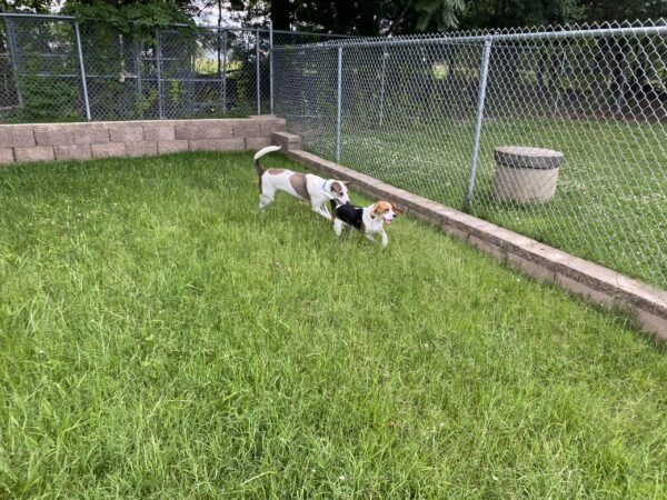Dog running on grass