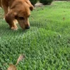 Natura® Large Roll Dog Turf 36in x 25ft - Image 2