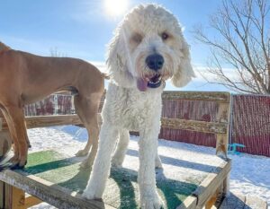 Prepare your Grass Dog Yard for Winter