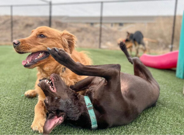 Illustration of Can Dogs Eat Dirt With Artificial Turf