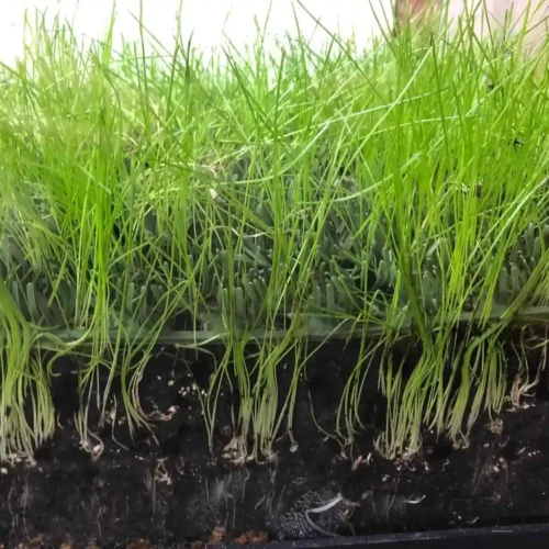 Grass image 2