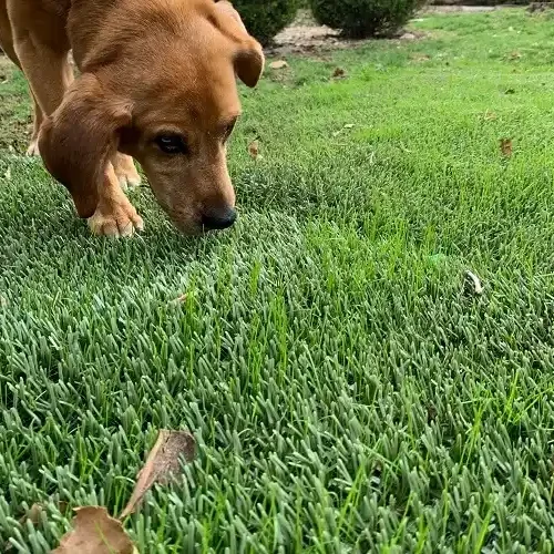 Sniff-scaled-1