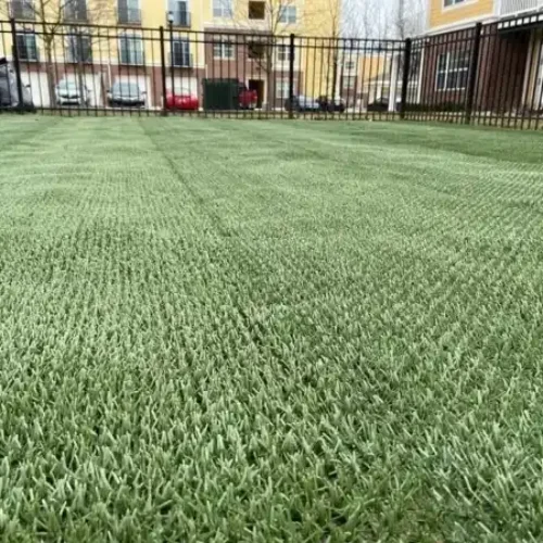 cainine grass