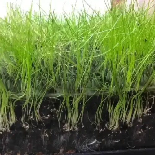 Grass image